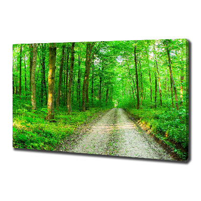 Fotobild Bäume im Wald