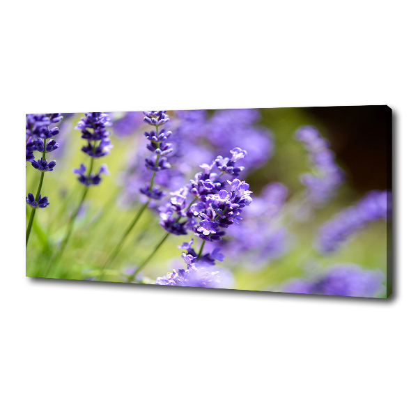 Wandbild Lavendel