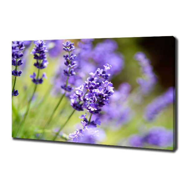 Wandbild Lavendel