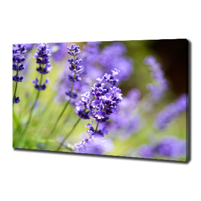 Wandbild Lavendel