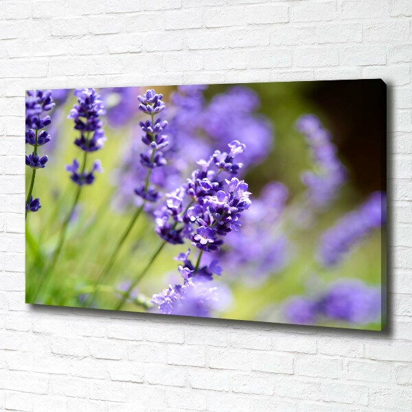 Wandbild Lavendel
