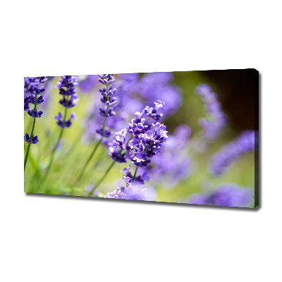 Wandbild Lavendel