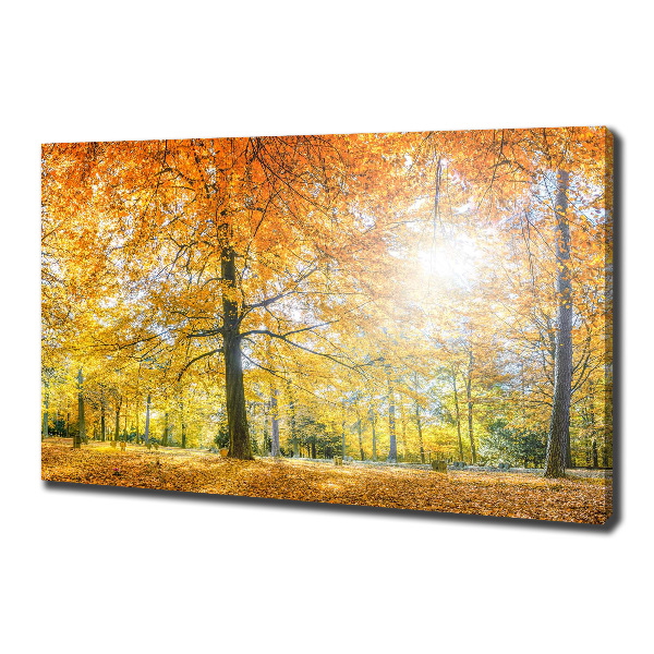 Bild auf leinwand Wald im Herbst