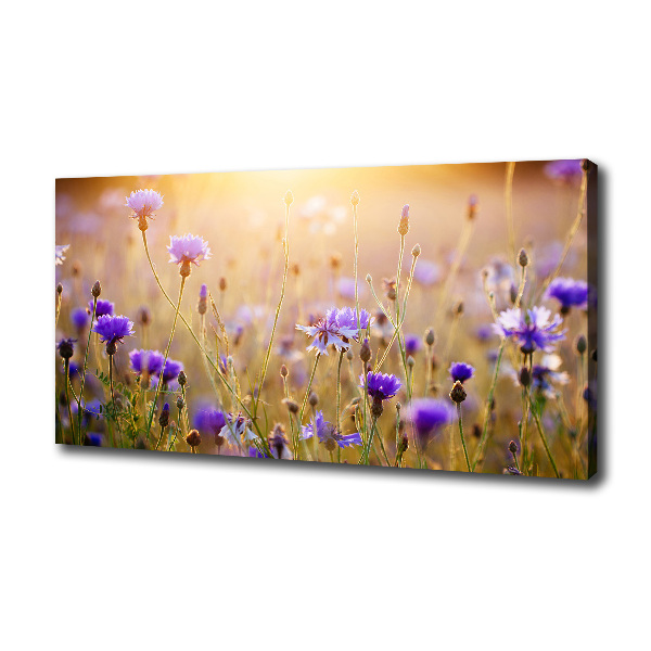 Fotobild Wildblumen