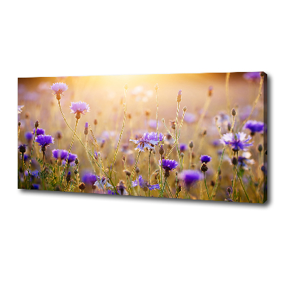 Fotobild Wildblumen