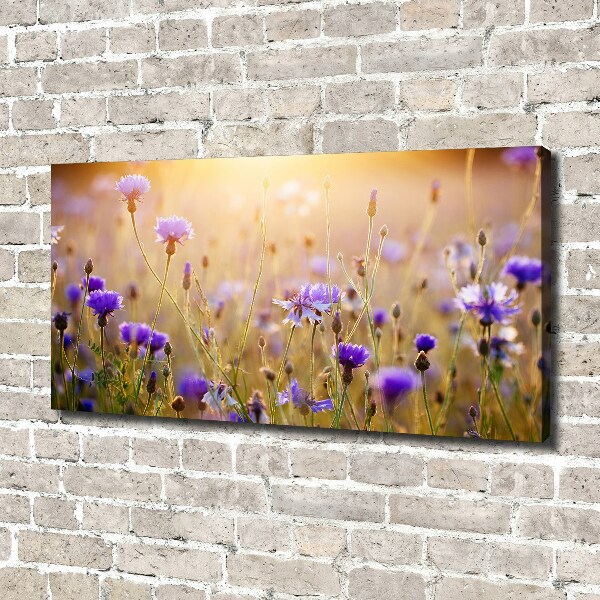 Fotobild Wildblumen