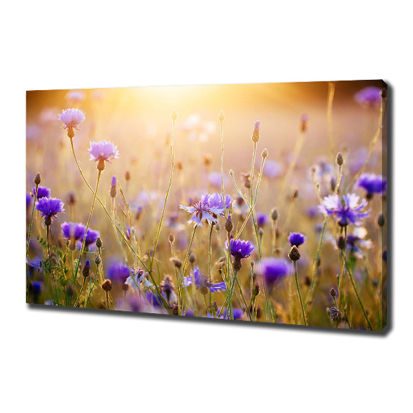 Fotobild Wildblumen