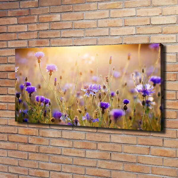 Fotobild Wildblumen