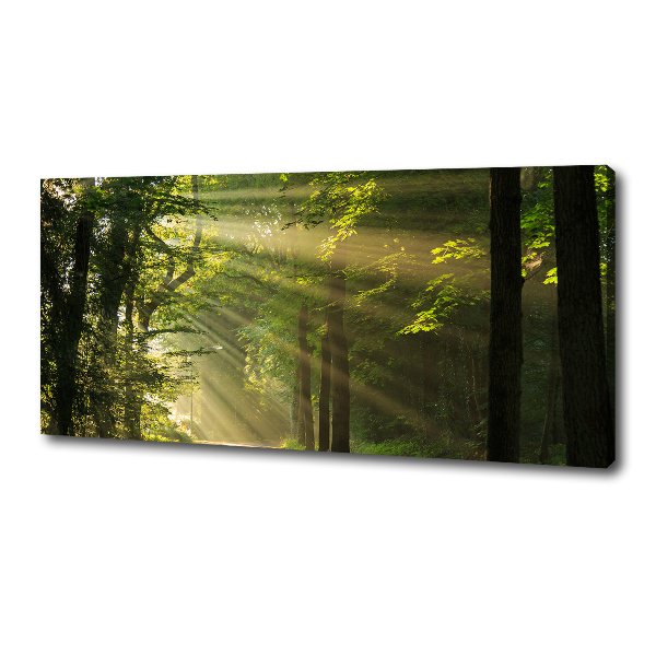 Bild auf leinwand Wald in der Sonne