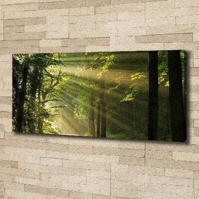 Bild auf leinwand Wald in der Sonne