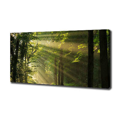 Bild auf leinwand Wald in der Sonne