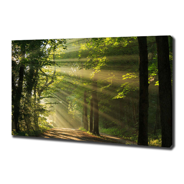 Bild auf leinwand Wald in der Sonne