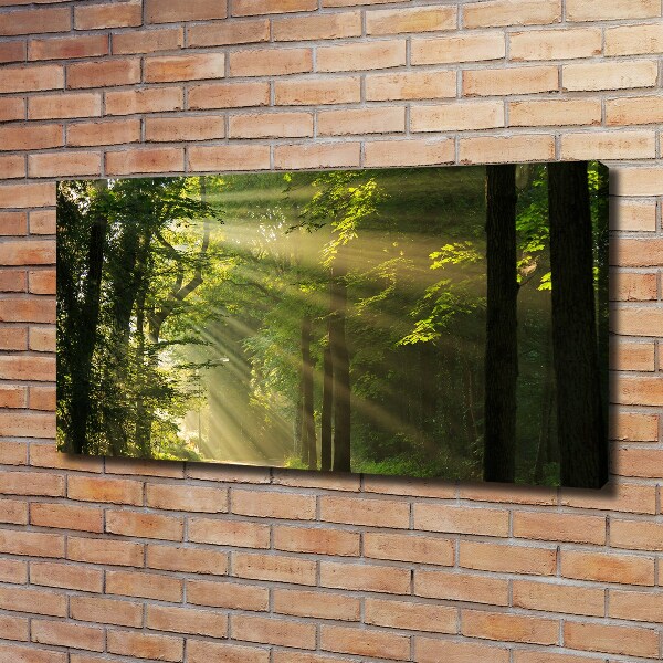 Bild auf leinwand Wald in der Sonne
