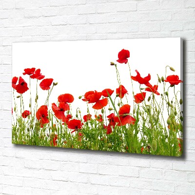 Bild auf leinwand Mohnblumen