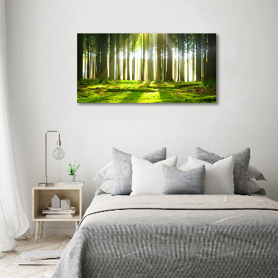 Wandbild Wald in der Sonne