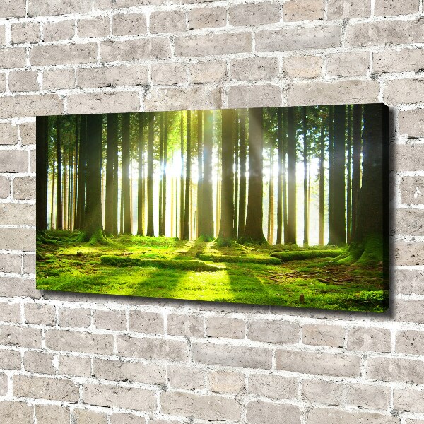 Wandbild Wald in der Sonne