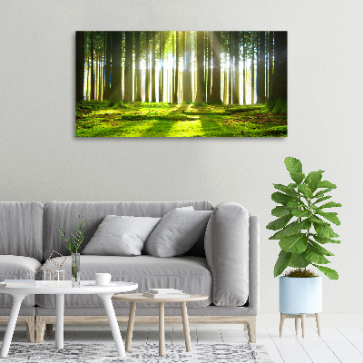 Wandbild Wald in der Sonne