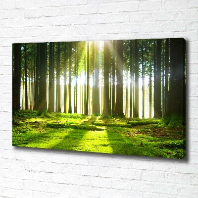 Wandbild Wald in der Sonne