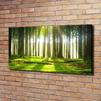 Wandbild Wald in der Sonne