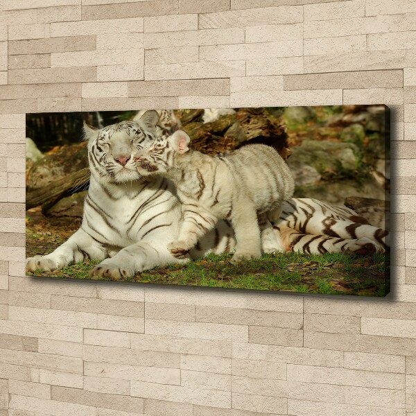 Fotobild Tiger