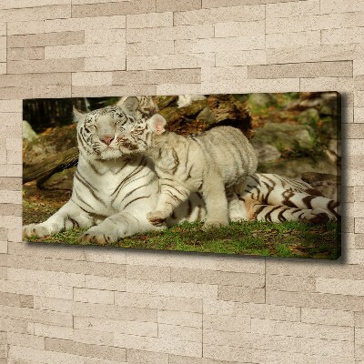 Fotobild Tiger