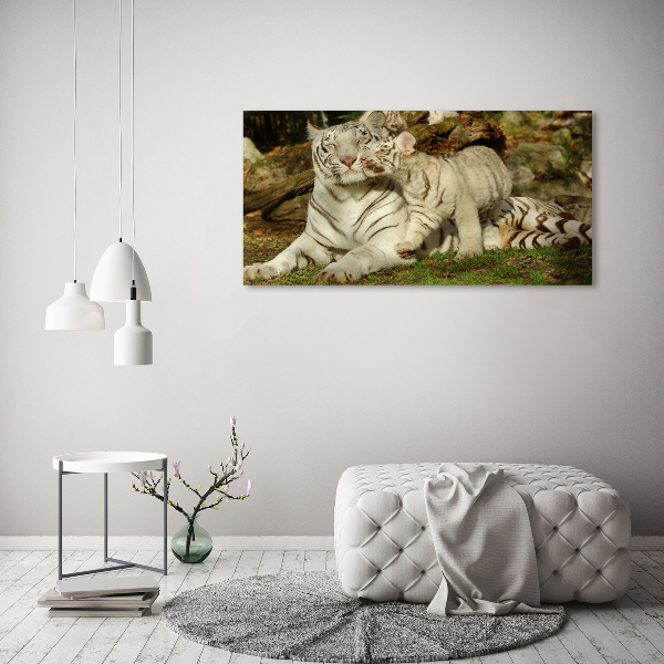 Fotobild Tiger