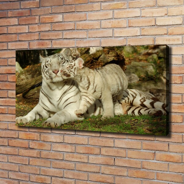 Fotobild Tiger