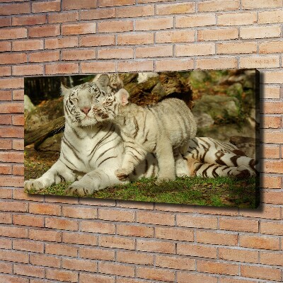 Fotobild Tiger