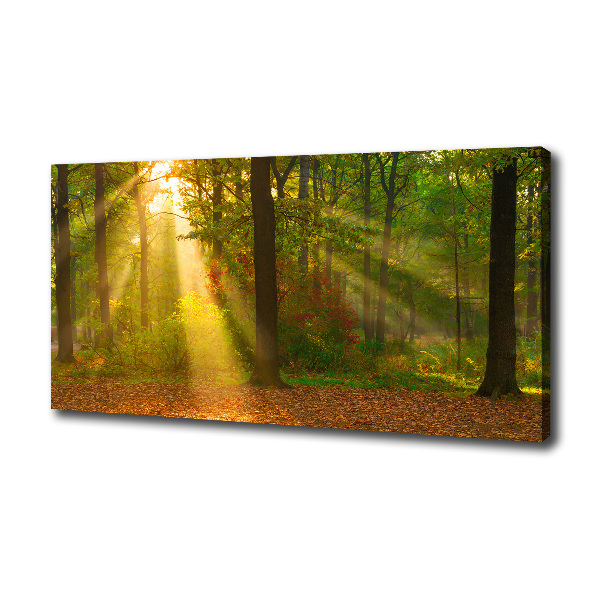 Bild auf leinwand Wald in der Sonne