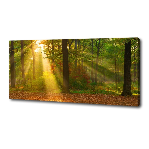 Bild auf leinwand Wald in der Sonne
