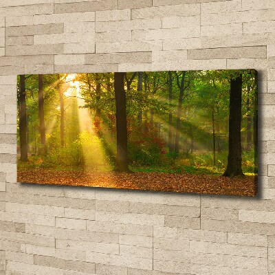 Bild auf leinwand Wald in der Sonne