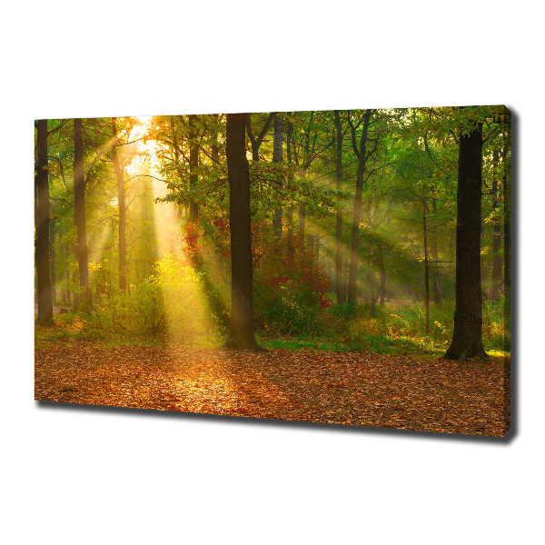 Bild auf leinwand Wald in der Sonne