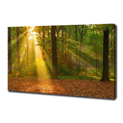 Bild auf leinwand Wald in der Sonne