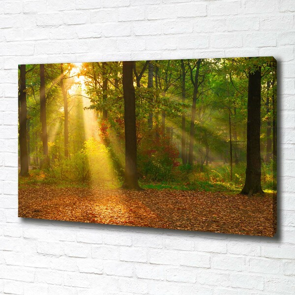 Bild auf leinwand Wald in der Sonne