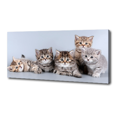 Wandbild Fünf Katzen