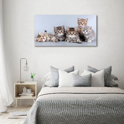 Wandbild Fünf Katzen