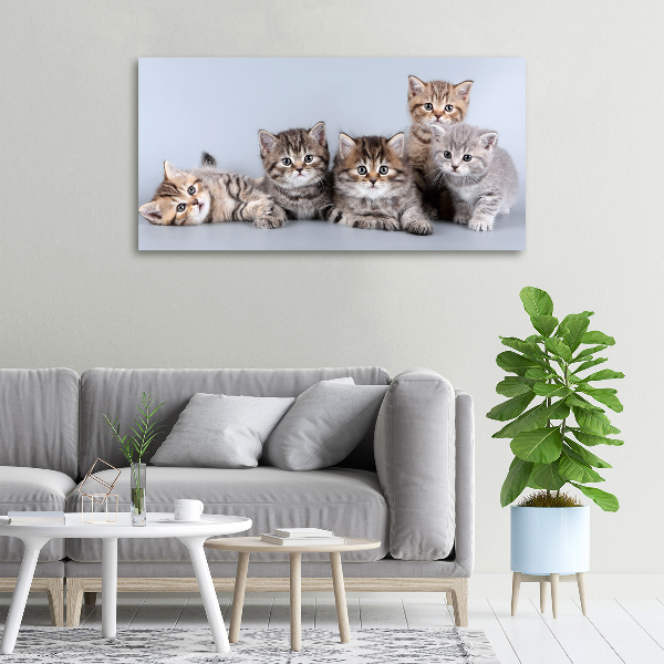 Wandbild Fünf Katzen