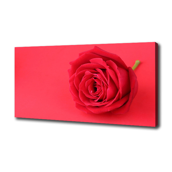 Wandbild Rote Rose