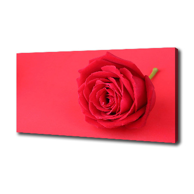 Wandbild Rote Rose