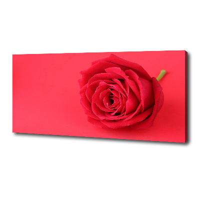 Wandbild Rote Rose