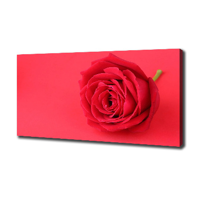 Wandbild Rote Rose