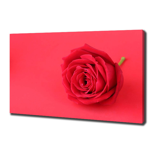 Wandbild Rote Rose