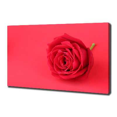Wandbild Rote Rose