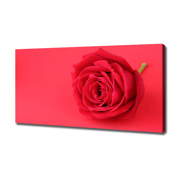 Wandbild Rote Rose
