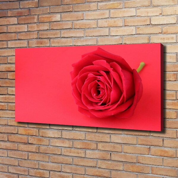 Wandbild Rote Rose