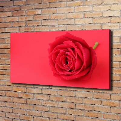 Wandbild Rote Rose