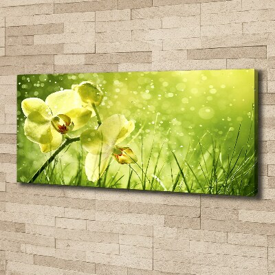 Fotobild Orchidee