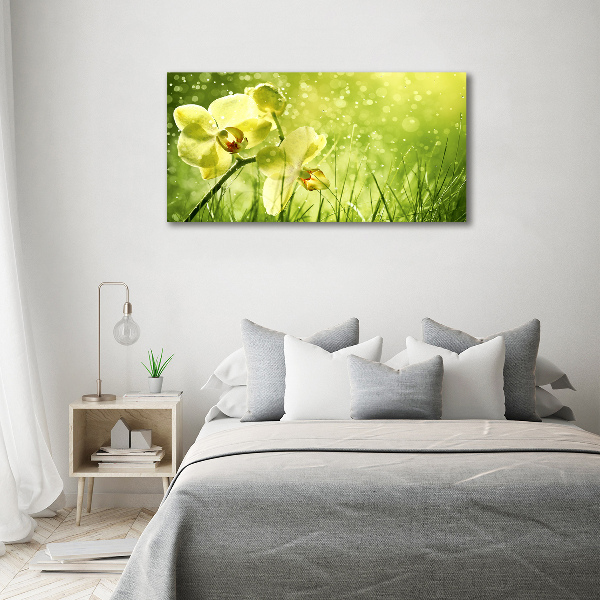 Fotobild Orchidee