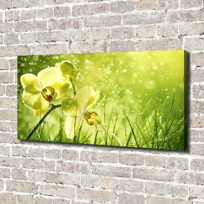 Fotobild Orchidee