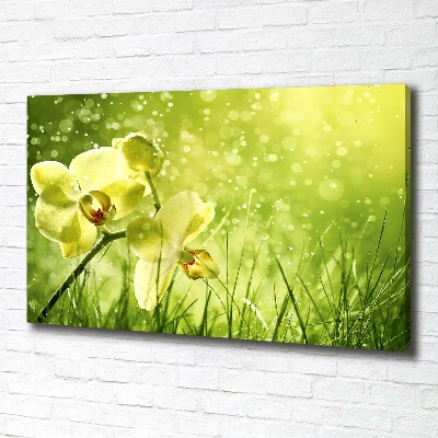 Fotobild Orchidee